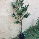 YOLEO Sztuczne drzewo oliwne 120CM